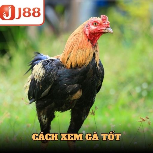 Cách Xem Gà Tốt Chuẩn Xác Nhất