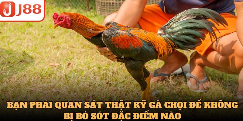 Bạn phải quan sát thật kỹ gà chọi để không bị bỏ sót đặc điểm nào