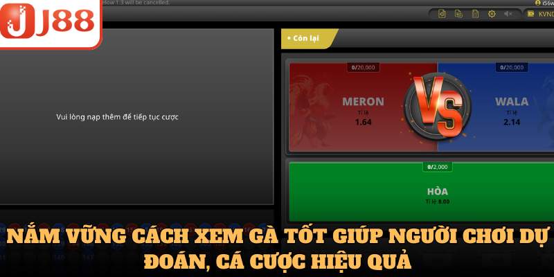 Nắm vững cách xem gà tốt giúp người chơi dự đoán, cá cược hiệu quả